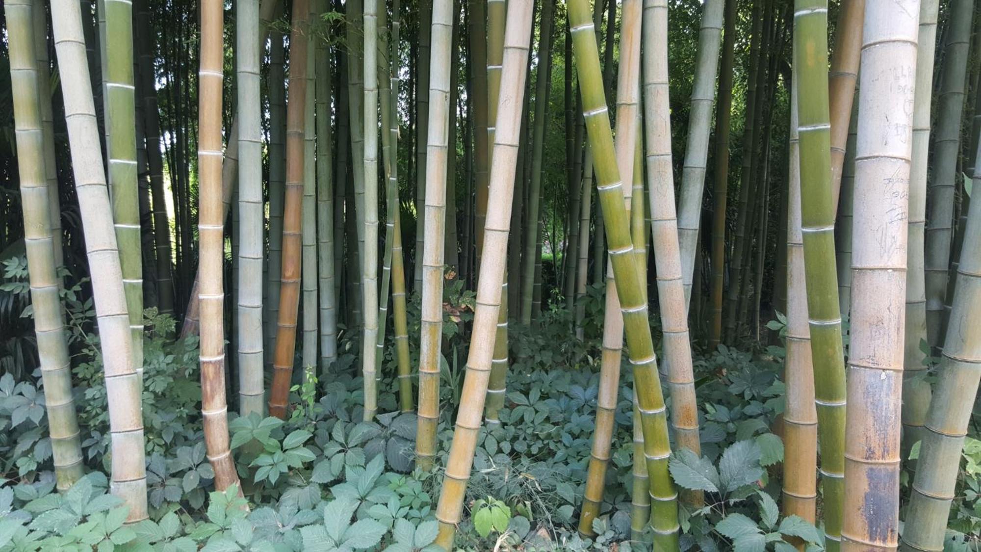 Le Mas de Trépeloup Alès Esterno foto